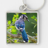 Nature Photography Shy Blue Jay Apparel Gifts