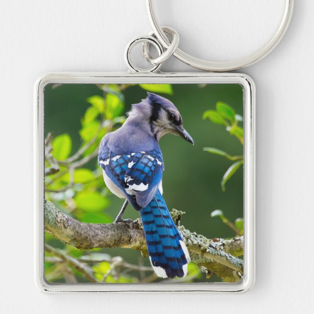 Nature Photography Shy Blue Jay Apparel Gifts Keychain (Front)