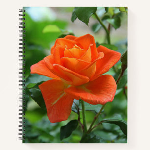 Nature Pink Rose Flower  Notebook