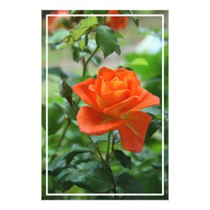 Nature Pink Rose Flower  Photo Print