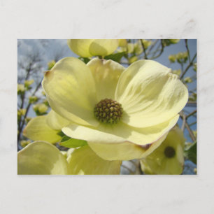 Nature postcards White Yellow Dogwood Flowers