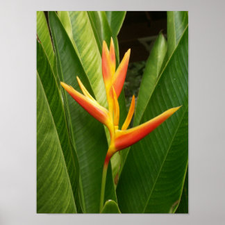 Nature Poster