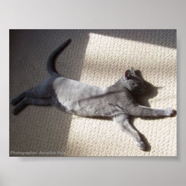 Nature Poster Sleeping Russian Blue (Front)