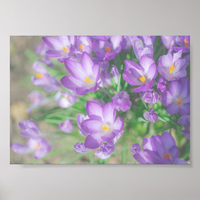 Nature Purple Crocus Flowers Poster (Front)