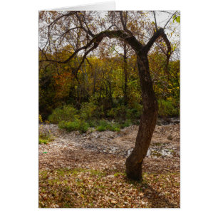 Nature Reaching Out