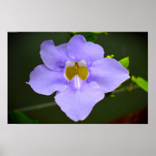 Nature’s Blessing Poster