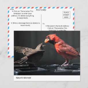 Nature’s Moment: Cardinal and Sparrow Interaction Postcard