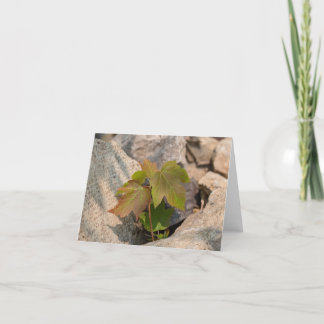 Nature’s Touch - Voeux et Carte de remerciements b