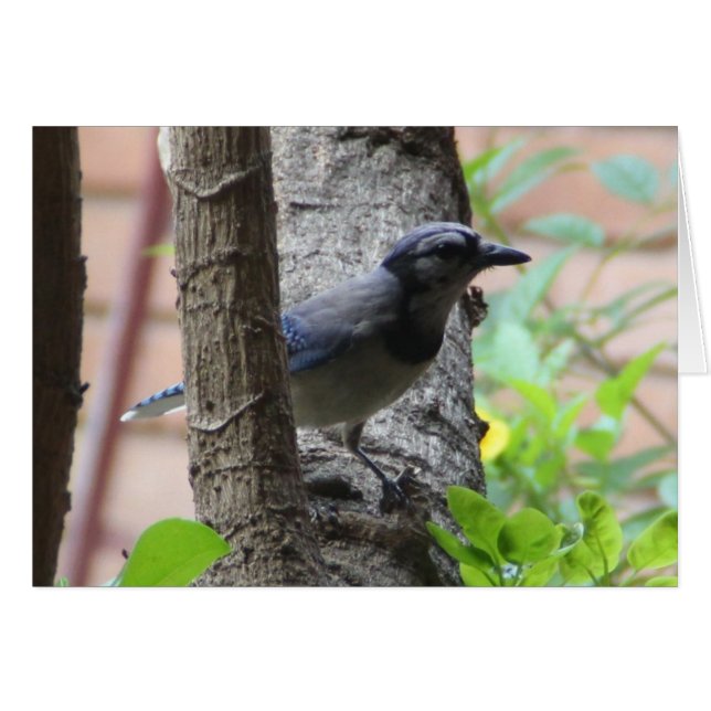 Nature Series, Blue Jay in Tree (Front Horizontal)