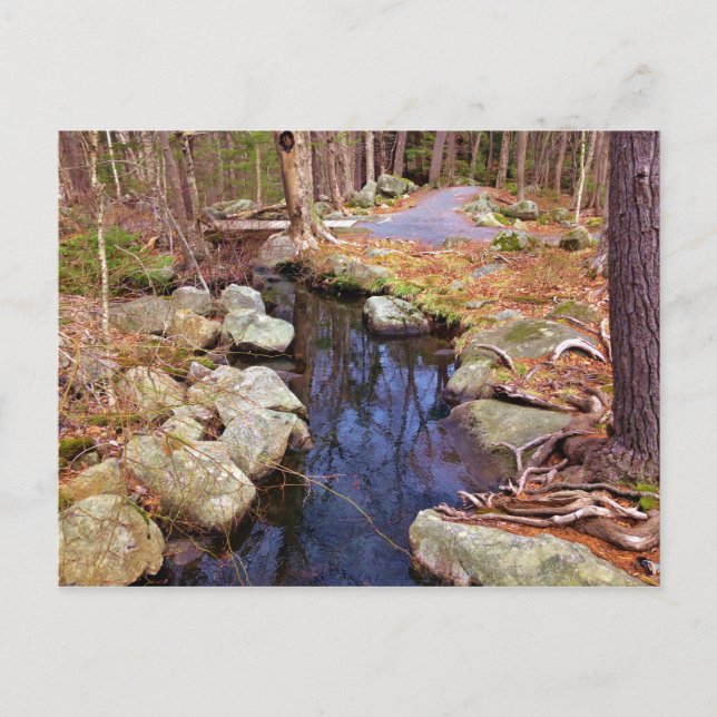Nature Stream Postcard (Front)