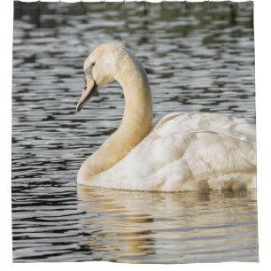 Nature swan photograph