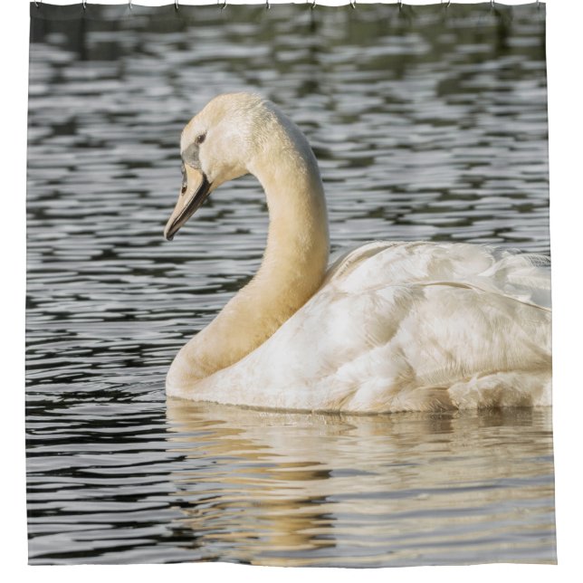 Nature swan photograph (Front)