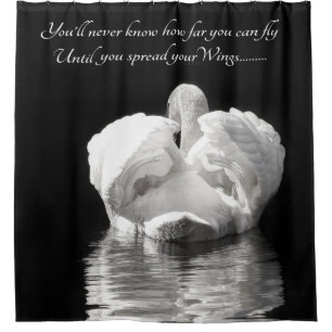 Nature swan photograph