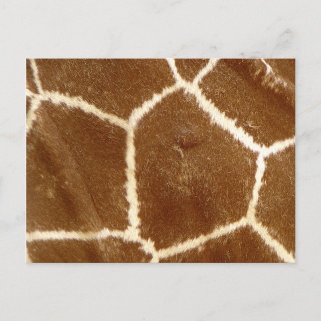 Nature Textured Photo Giraffe Animal Print Pattern Postcard (Front)