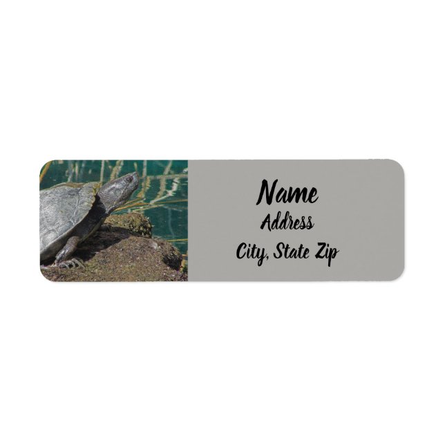 Nature Turtle Photo Reptile Lake Adresse animale (Devant)