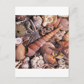 Nature Water Assorted Shells Beach Postcard