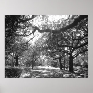 Nature's Arbor Poster