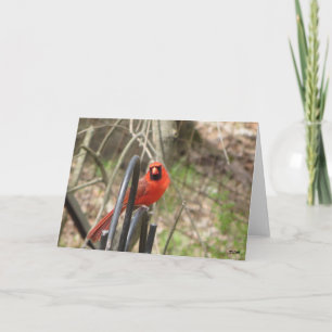 Nature's Beauty: Northern Cardinal Card