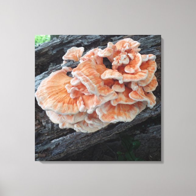 Natures chicken of the woods edible mushroom canvas print (Front)