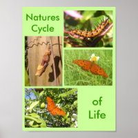 Natures Cycle of Life