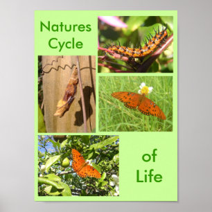 Natures Cycle of Life Poster
