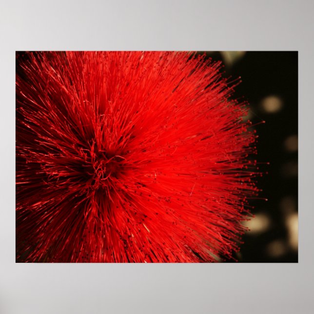 Nature's Firework Poster (Front)