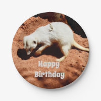 Nature's Forager: White Meerkat Digging for Bugs