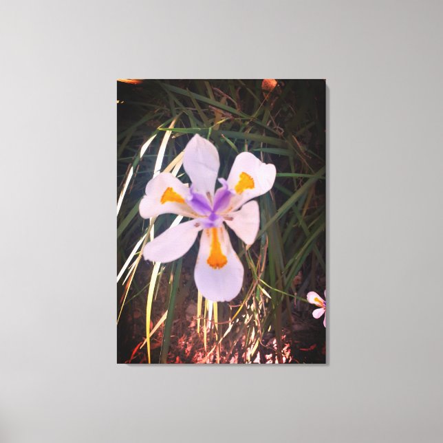Natures Gifts, Stretched Canvas Print (Front)