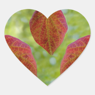 Nature's Leaves of Love Heart Sticker