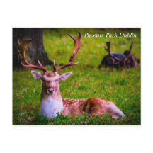 Nature's Majesty in Phoenix Park