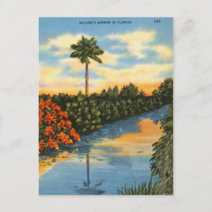 Nature's Mirror in Florida Postcard
