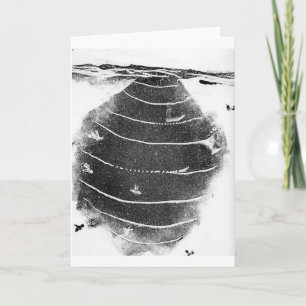 Nature's Oddities Greeting Card