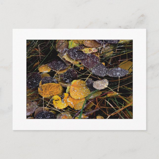 "Nature's Popsicles" Postcard (Front)