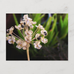 Nature's Seeds Postcard