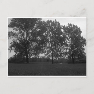 Natures Triplets Growing With The Wind Postcard
