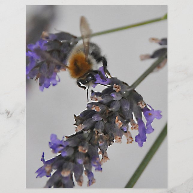 Natures Wonderful Workers (Front)