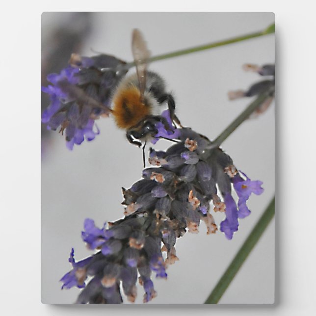 Natures Wonderful Workers Plaque (Front)