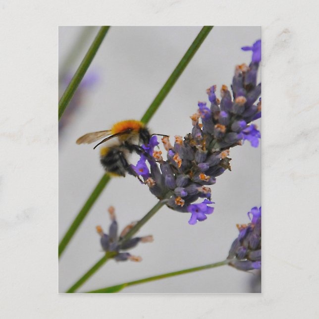 Natures Wonderful Workers Postcard (Front)