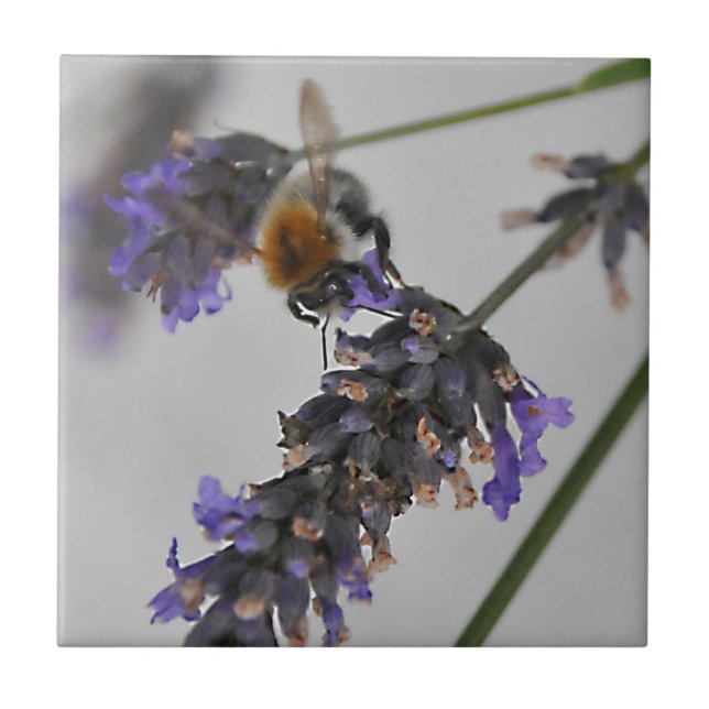 Natures Wonderful Workers Tile (Front)