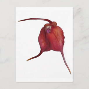 Naughty orchid postcard