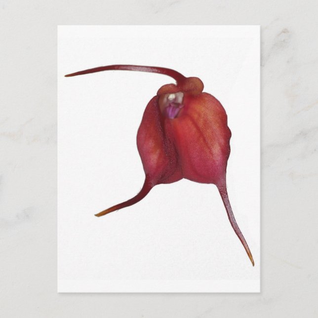 Naughty orchid postcard (Front)
