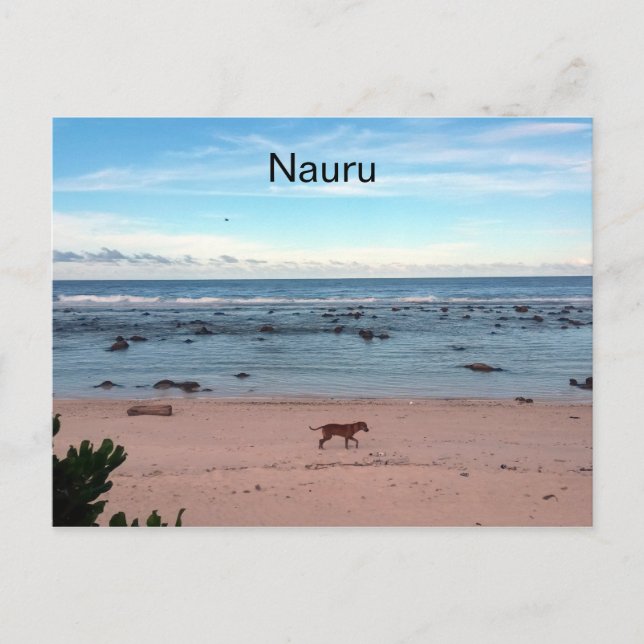 nauru beach dog postcard (Front)
