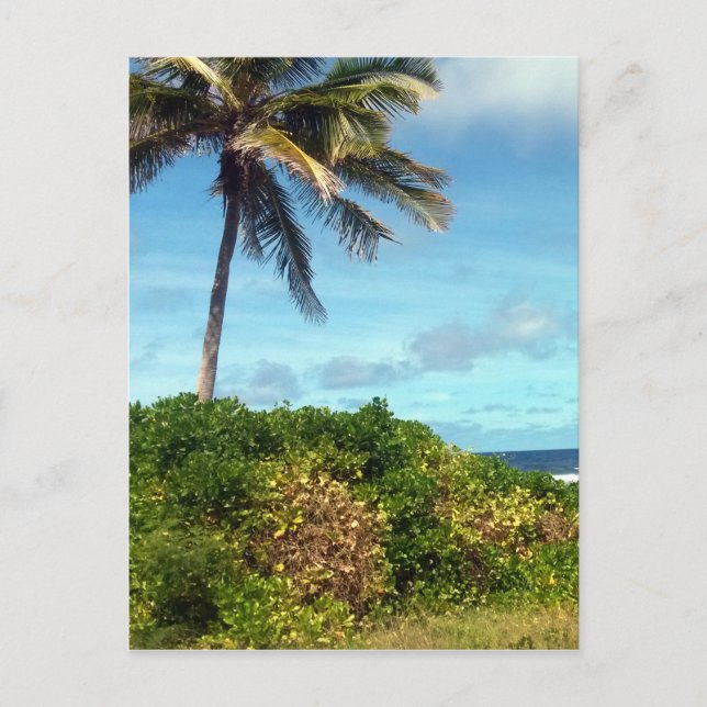 nauru palm postcard (Front)