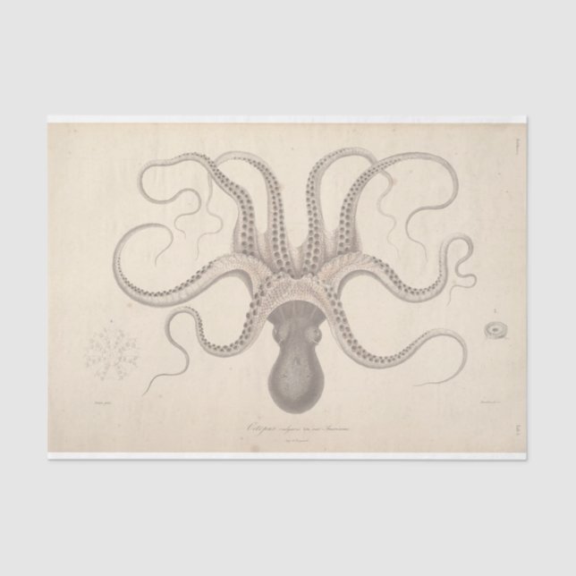 Nautical Octopus Script Ephemera Decoupage Tissue Paper (Front)