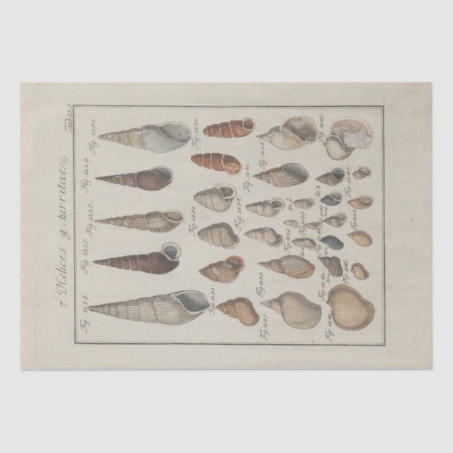 Nautical Sea Shells Ephemera Decoupage French Tissue Paper (Front)