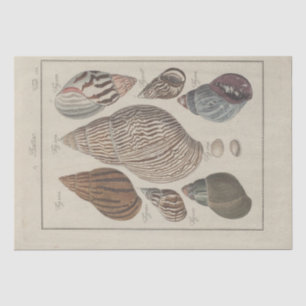 Nautical Sea Shells Ephemera Decoupage French Tissue Paper
