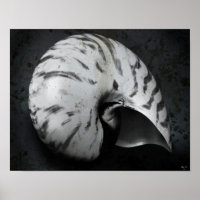 Nautilus BW Poster
