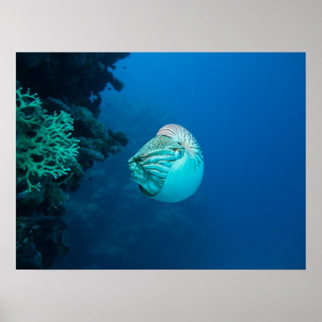 Nautilus Poster (Front)