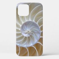 Nautilus Sea Shell Photograph