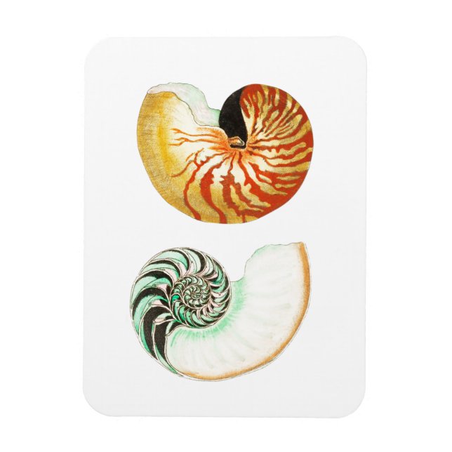 "NAUTILUS" SEALIFE SEASHELL PHOTO MAGNET (Vertical)